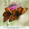 melitaea phoebe male ciscaucasia 2